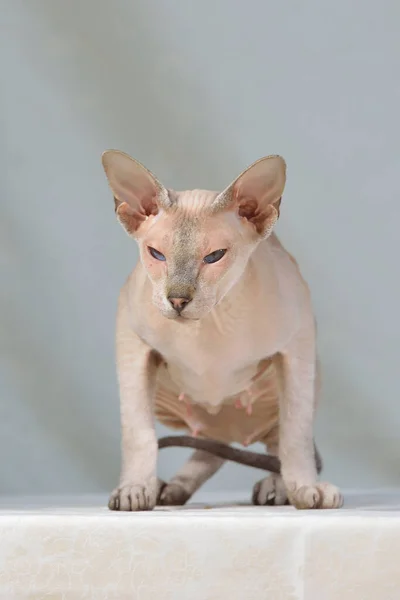 Flieder Punkt Sphynx Orientalische Katze Tierporträt — Stockfoto