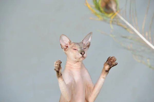 Flieder Punkt Orientalische Sphynx Katze Flechten Mit Einer Pfauenfeder Tierporträt — Stockfoto