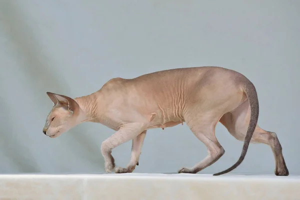 Flieder Punkt Sphynx Orientalische Katze Tierporträt — Stockfoto