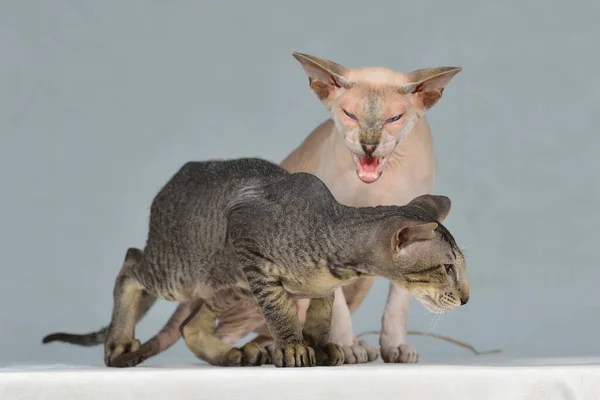 Zwei Orientalische Katzen Lilac Point Und Grau Gestreift Sind Wütend — Stockfoto