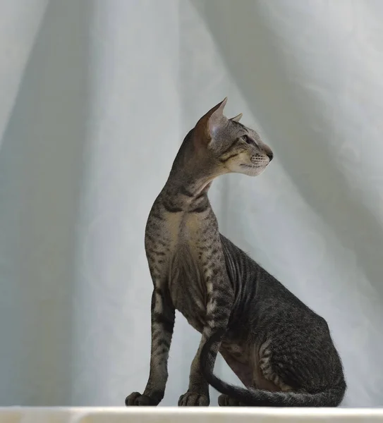 Grau Gestreifte Orientalische Katze Sitzt Auf Einem Hellen Natürlichen Hintergrund — Stockfoto