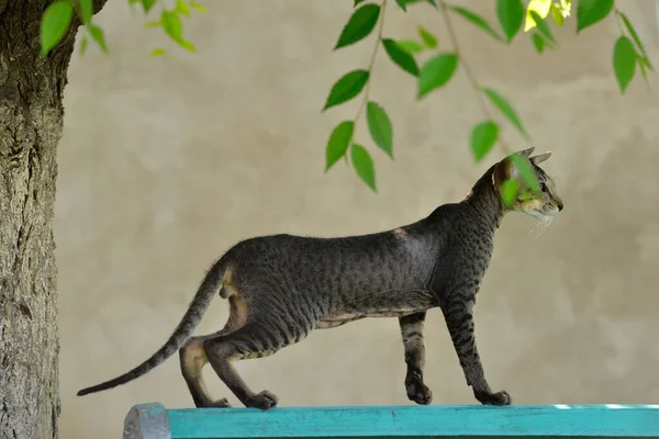 Grau Gestreifte Orientalische Katze Den Blättern — Stockfoto