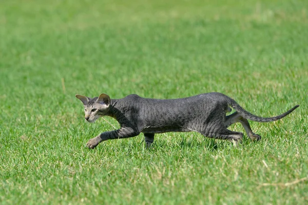 Graugestreifte Orientalische Katze Schleicht Auf Dem Grünen Sommerrasen — Stockfoto