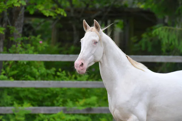 Stallone Perlino Akhal Teke Con Gli Occhi Azzurri All Esterno — Foto Stock