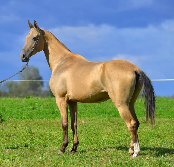 Hebilla Dorada Akhal Teke Semental Halter Espectáculo Pie Fuera Mirando — Foto de Stock