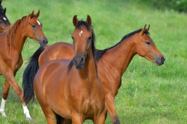 Otlaktaki at sürüsü..