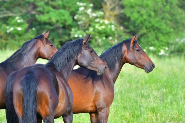 Otlaktaki at sürüsü..
