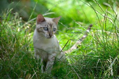 Yazın uzun çimlerin üzerinde oturan sevimli beyaz kedi yavrusu. Yatay, ön manzara, portre.