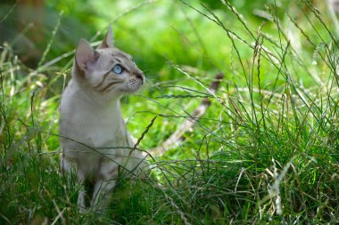 Yazın uzun çimlerin üzerinde oturan sevimli beyaz kedi yavrusu. Yatay, ön manzara, portre.