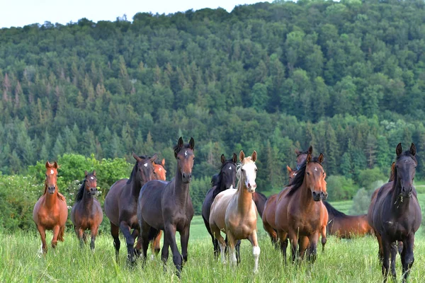 Rebanho Cavalos Pasto — Fotografia de Stock