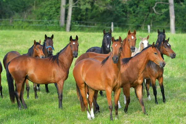 牧草地で馬の群れ — ストック写真