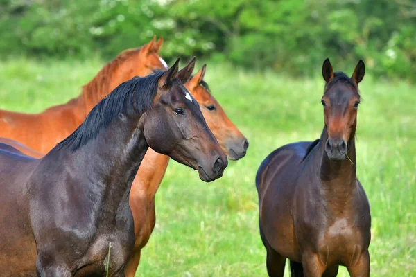 Troupeau Chevaux Dans Pâturage — Photo