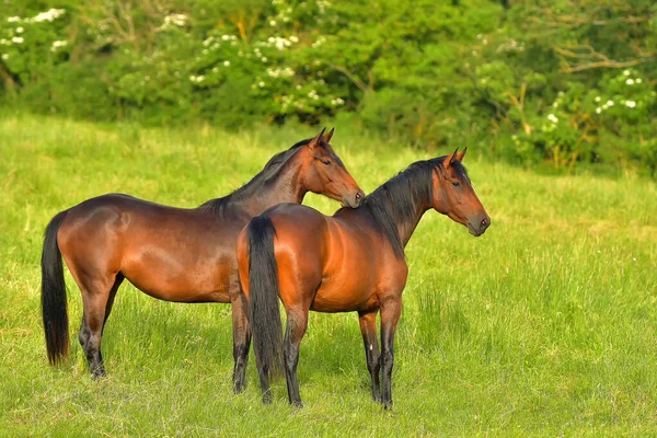 Rebanho Cavalos Pasto — Fotografia de Stock