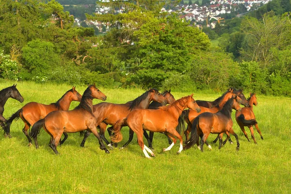 Stádo Koní Pastvinách — Stock fotografie