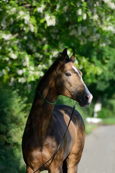 Retrato Garanhão Akhal Teke Pele Lilás Sombra Árvores Exibição Halter — Fotografia de Stock