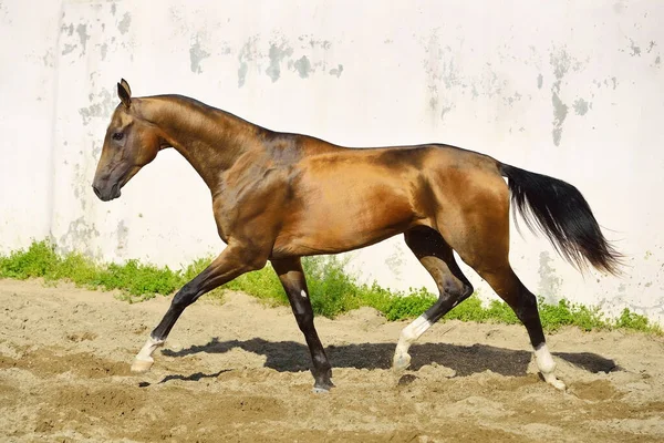 金色のバックスキンAkhal Teke種牡馬は白い壁に沿ってパドックで実行されます — ストック写真
