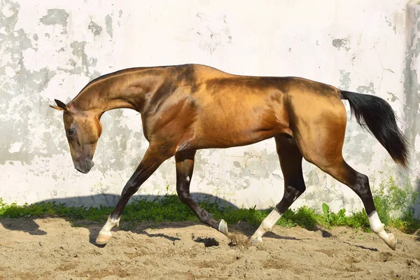 Gouden Buckskin Akhal Teke Hengst Loopt Een Paddock Langs Witte — Stockfoto