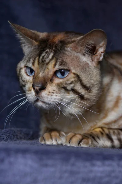 Close Gato Tabby Descansando Sobre Fundo Azul Vertical Vista Frontal — Fotografia de Stock