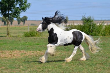 Pinto Irish cob horse running in canter over the field. Horizontal, side view, in motion. clipart