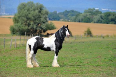 Pinto Irish cob horse standing in the summer pasture. Horizontal, side view, portait. clipart