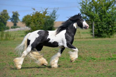 Pinto Irish cob horse running in trot over the field. Horizontal, side view, in motion. clipart