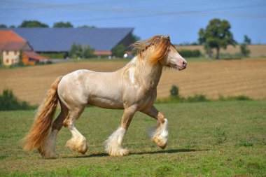 Cremello pinto Irish cob stallion runs in trot through field in summer. Horizontal, side view, in motion. clipart