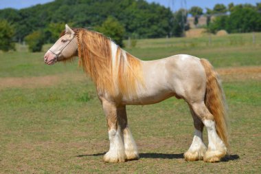 Cremello pinto Irish cob stallion stands in field in summer. Horizontal, side view, exterior. clipart