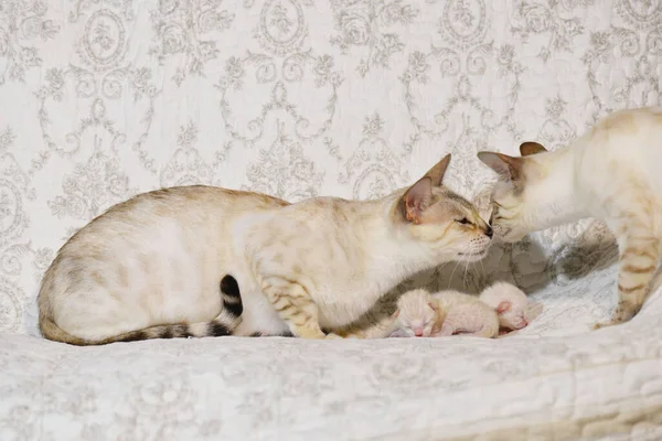 Hellbeige Katzenmutter Mit Ihren Kätzchen Die Mit Kater Schnüffeln Horizontal — Stockfoto