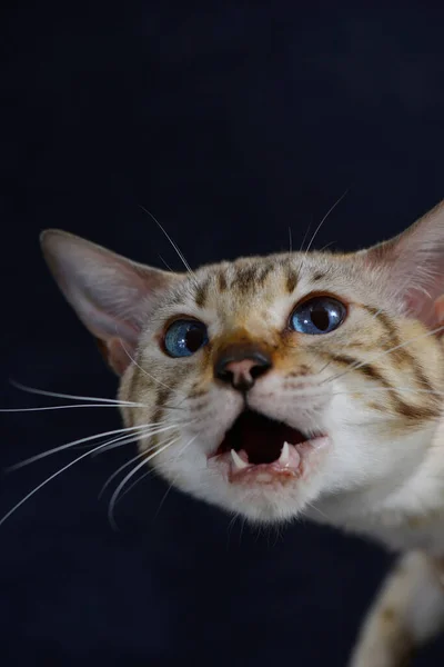 Πορτρέτο Της Γάτας Μπλε Μάτια Νιαουρίζει Σκούρο Μπλε Φόντο Κάθετη — Φωτογραφία Αρχείου