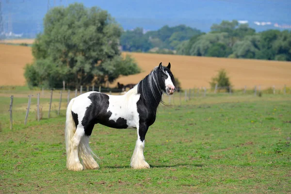 Pinto Cavallo Irlandese Pannocchia Piedi Nel Pascolo Estivo Orizzontale Vista — Foto Stock