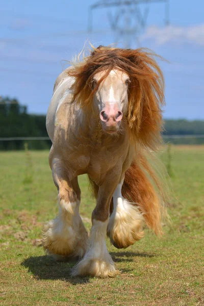 Cremello Pinto Irish Cob Stallion Runs Trot Field Summer Portrait — Stock Photo, Image