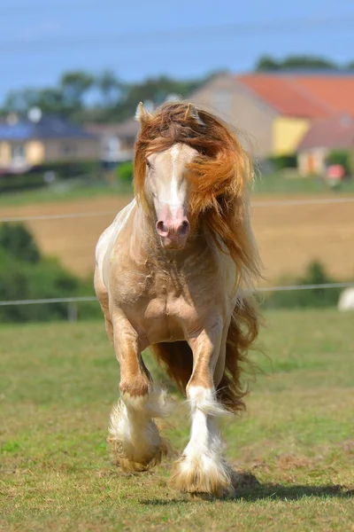 クレメッロ ピント 英語版 アイルランド産のコブ種牡馬は夏に畑を通ってトロットを走る 肖像画 正面図 — ストック写真