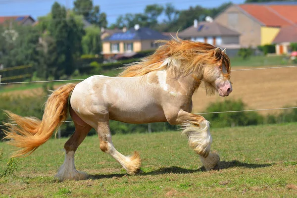 Cremello Pinto Semental Mazorca Irlandesa Corre Galope Través Del Campo —  Fotos de Stock