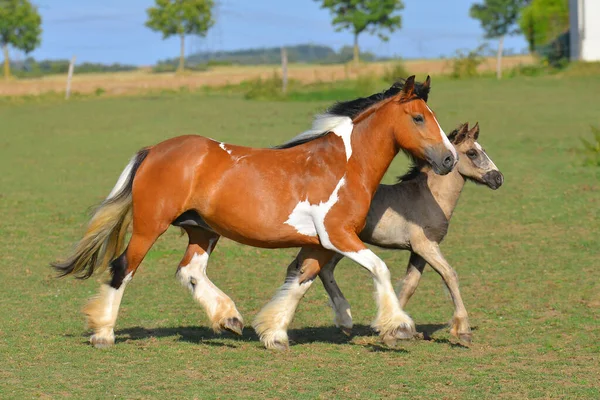 Pinto Castaño Yegua Mazorca Irlandesa Con Potro Runnig Pasto Horizontal — Foto de Stock