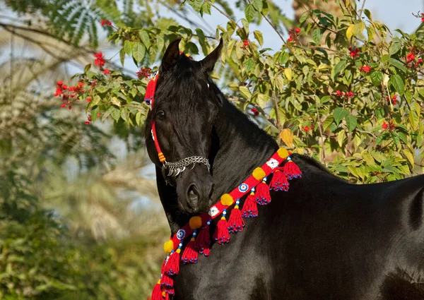 Retrato Semental Árabe Negro Posando Halter Rojo Collar Horizontal Vista — Foto de Stock