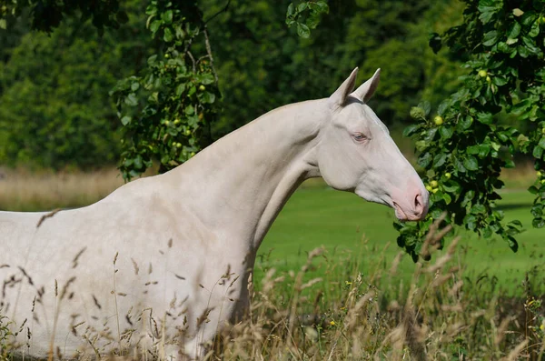 Portret Ogiera Perlino Akhal Teke Paging Freedom Trees Poziomy Widok — Zdjęcie stockowe