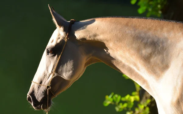 Портрет Жеребця Akhal Teke Тонкому Шоу Зупиняється Горизонтальний Бічний Закритий — стокове фото