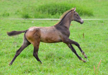 Akhal Teke tayları sahada dört nala koşuyor. Yatay, kenar görünüm, hareket halinde.