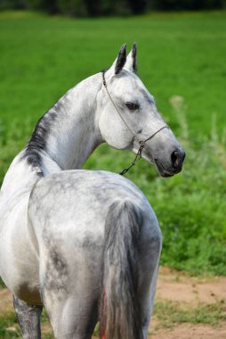 Gri Akhal Teke aygırının portresi zincir halterle geriye bakıyor. Dikey, yakın, arkadan görüntü.