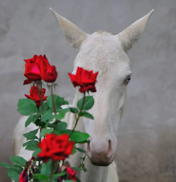 Cremello Akhal Teke Źrebak Chowający Się Czerwonymi Różami Plac Portret — Zdjęcie stockowe