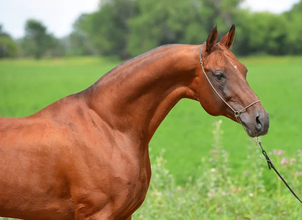 Πορτρέτο Του Κάστανου Akhal Teke Επιβήτορα Ποζάρουν Στην Αλυσίδα Show — Φωτογραφία Αρχείου