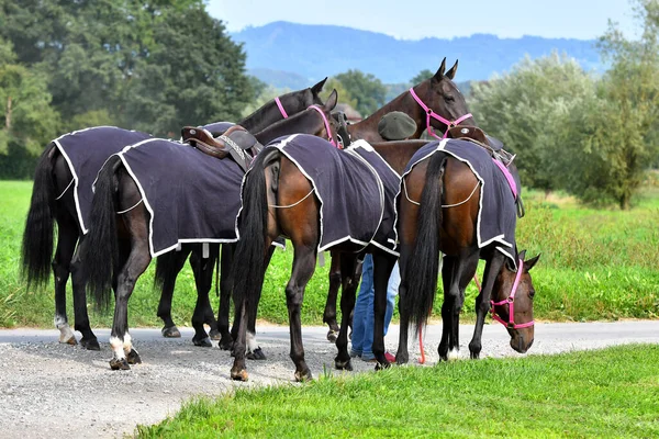 Grupo Caballos Polo Esperando Partido Horizontal Vista Trasera — Foto de Stock