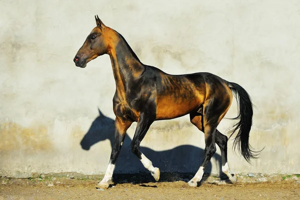 ダークバックスキンAkhal Teke種牡馬は白い壁に沿ってトロットで実行されます — ストック写真