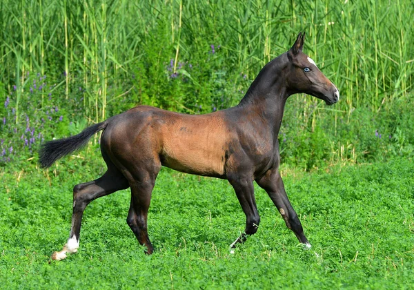 Nero Akhal Teke Puledro Con Gli Occhi Azzurri Corre Nel — Foto Stock