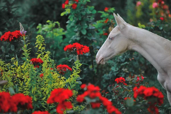 Poulain Cremello Akhal Teke Dans Jardin Avec Des Fleurs Rouges — Photo
