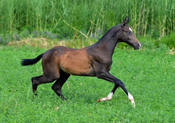 Poulain Akhal Teke Noir Aux Yeux Bleus Court Dans Prairie — Photo