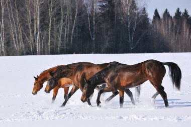 Üç at yan yana karda koşuyor. Yatay, kenar görünüm, grup fotoğrafı.