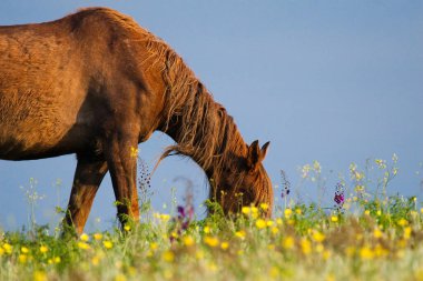 Manych nehrinde Vahşi Rus Don atları. Yazın çayırda otlanıyor. Yatay, kenar görünüm.