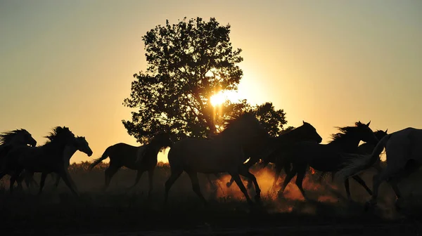 Siluetas Naturales Una Manada Caballos Corriendo Atardecer Horizontal Movimiento — Foto de Stock