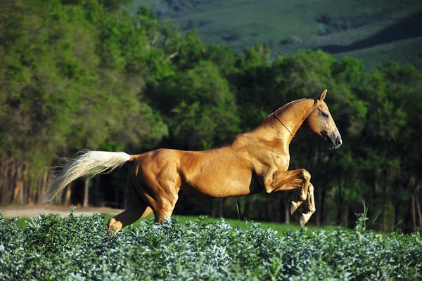 Altın palomino Akhal Teke aygırı yazın sahalara atlıyor. Yatay, kenar görünüm, hareket halinde.